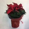 Poinsettia