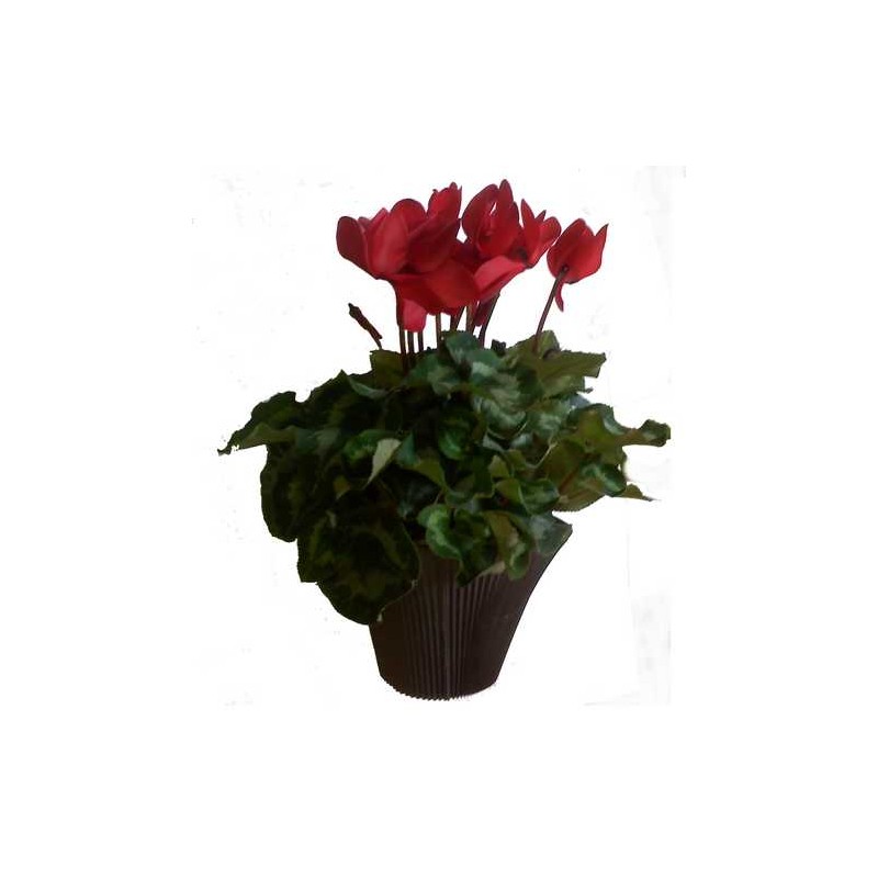 Cyclamen rouge