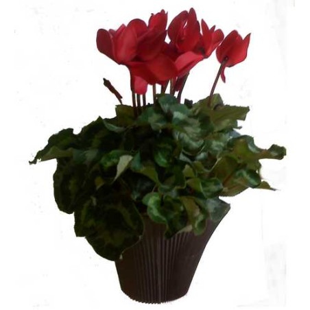 Cyclamen rouge