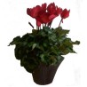 Cyclamen rouge