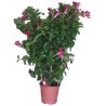 Dipladenia