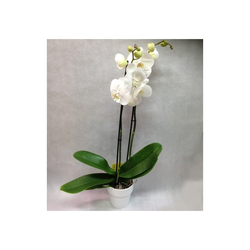 Orchidee Phalaenopsis blanche