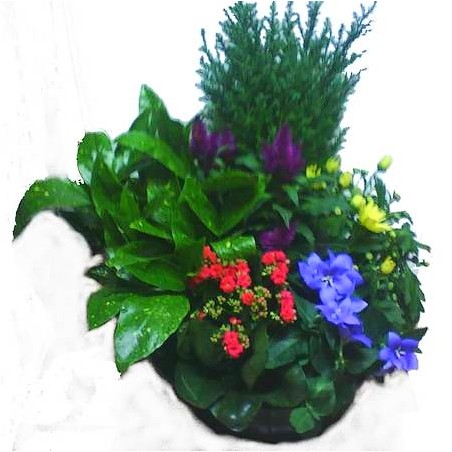 Grande coupe de plantes