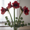 Bouquet d'amaryllis