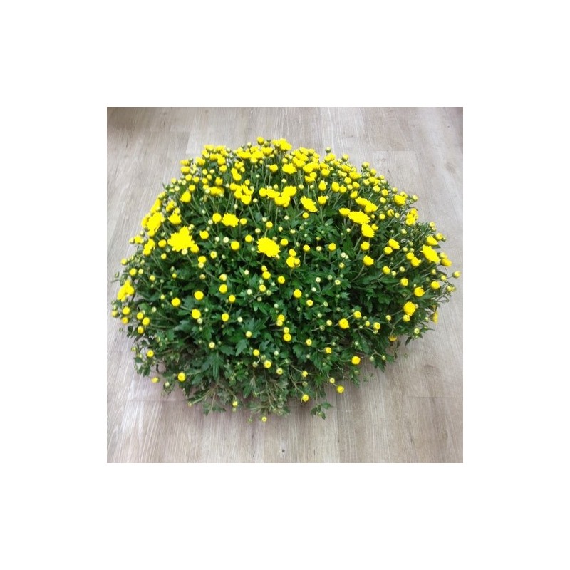 Chrysantheme jaune